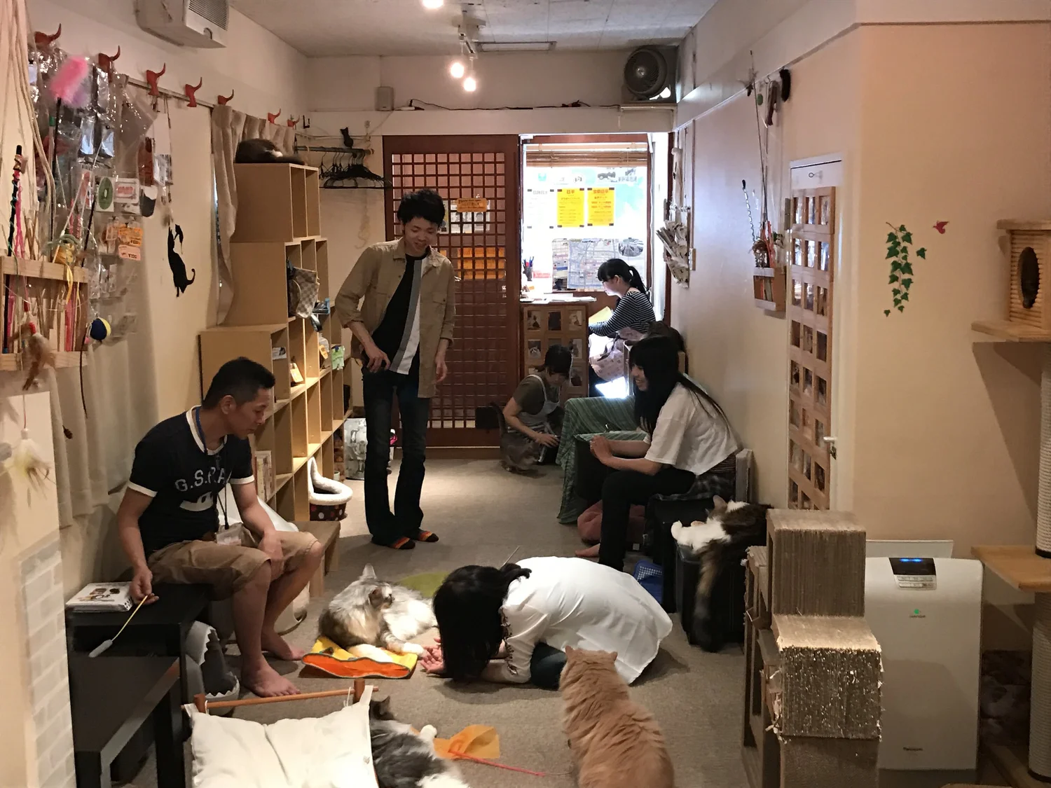 Cat Cafe JaLaLa — The Neighbor's Cat